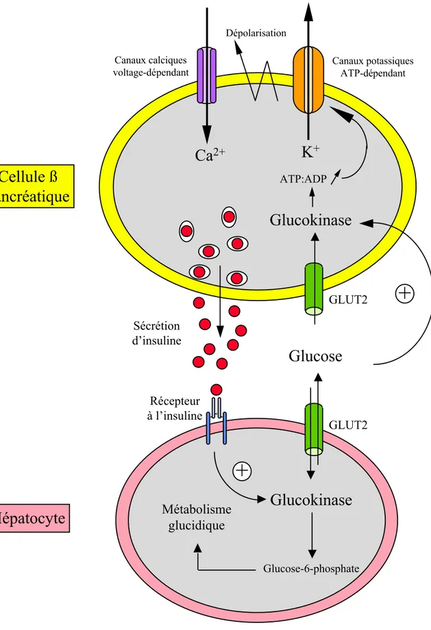 Figure 4: Représentation schématique du rôle senseur de la glucokinase dans l’homéostasie glucidique.