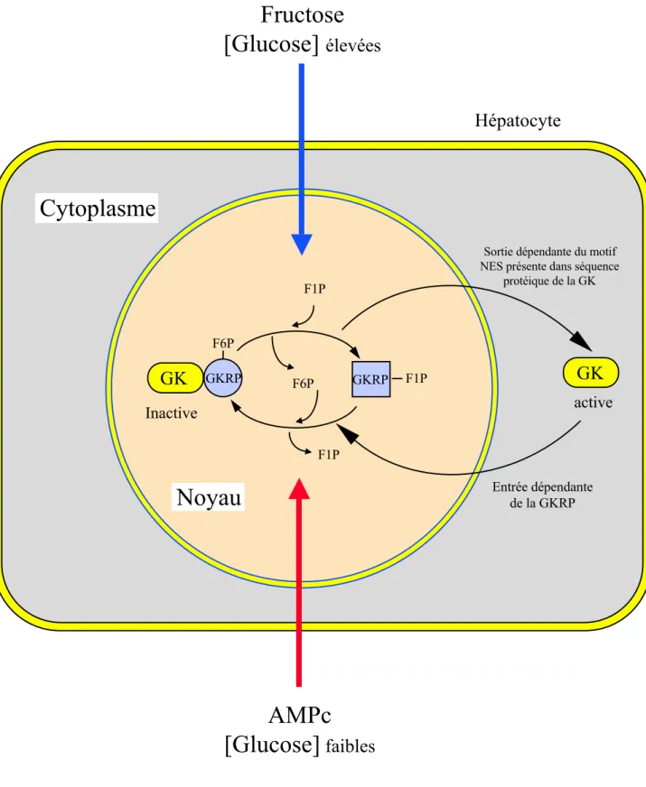 Figure 5: Mécanisme de régulation à court terme de l’activité de la glucokinase et de sa localisation cellulaire par la protéine régulatrice GKRP.