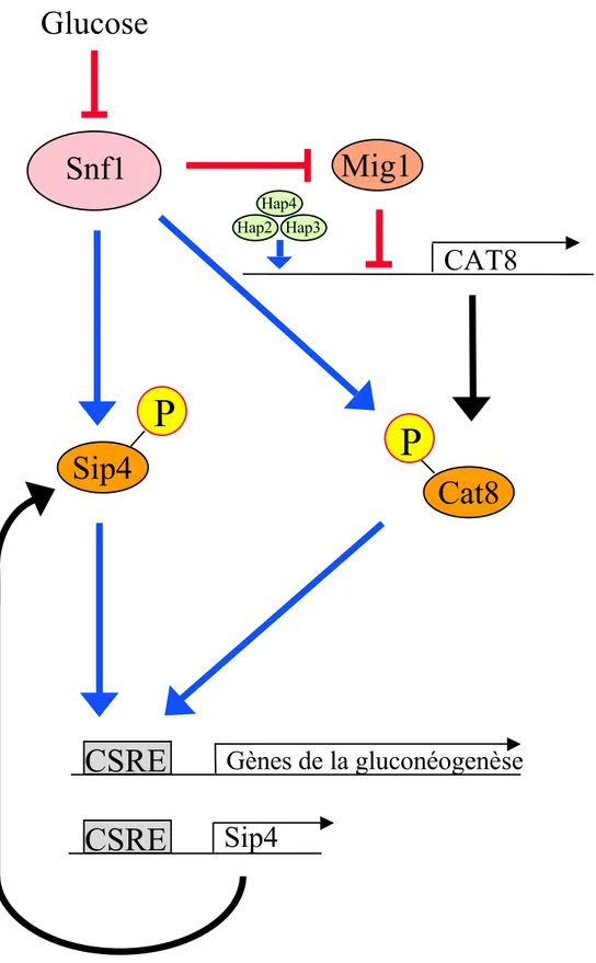 Figure  8:  Représentation  schématique  de  l’activation  des  gènes  de  la  gluconéogenèse  en absence de glucose chez la levure.