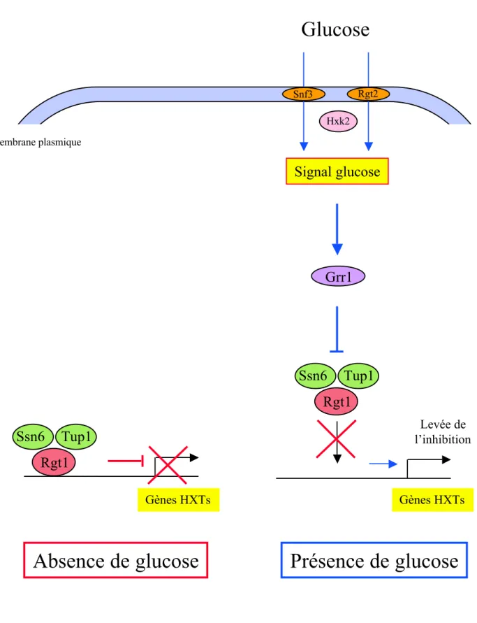 Figure 9: Représentation schématique du mécanisme d’induction par le glucose des gènes HXTs codant pour des transporteurs d’hexose chez la levure.