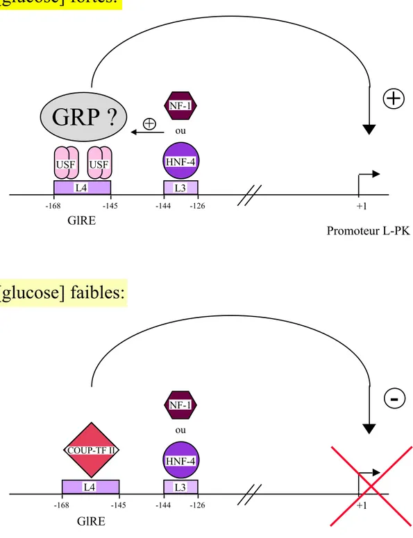 Figure 11: Régulation du gène de la pyruvate kinase hépatique (L-PK) par le glucose. En présence de fortes concentrations en glucose, l’activité du promoteur du gène de la L-PK est activée par la boîte L4 qui contient l’élément de réponse au glucose (GlRE)