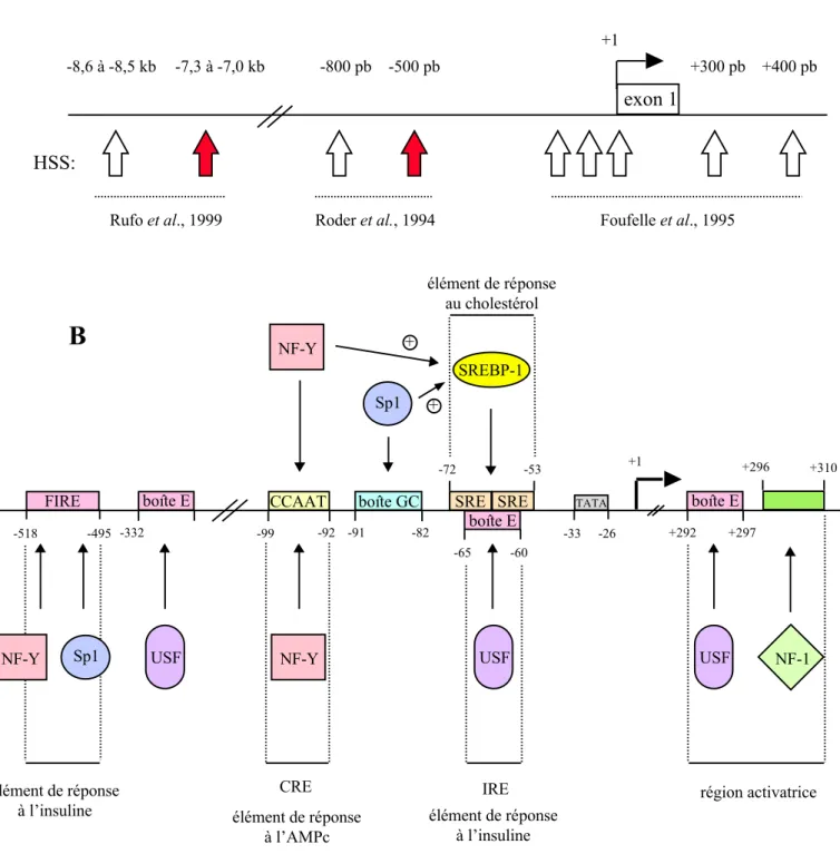 Figure 13: Structure du promoteur du gène de la synthase des acides gras.