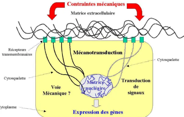 Fig. 4 Voies possibles de la m´ecanotransduction. La m´ecanotransduction est le processus de transformation d’un signal m´ecanique externe en signal  bio-logique