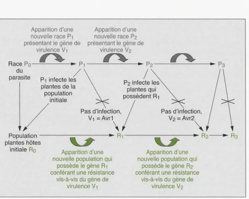 Figure  3.  Représentation  schématique  de  l 'évol ut ion  des  gènes  de  résistance,  de  virulence  et  d'avirulence 