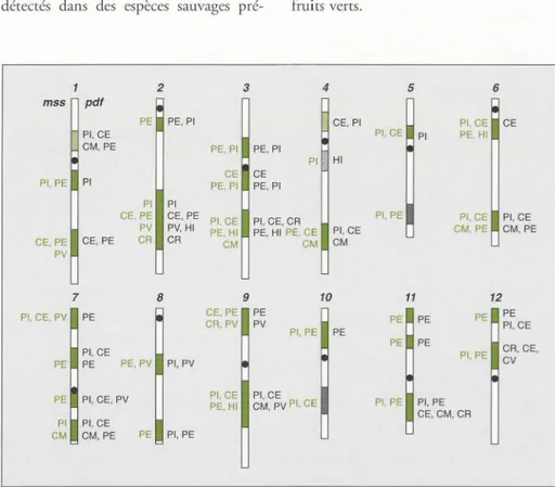 Figure  4 .  Carte  génétique  de  la  tomate  montrant les  régions  chromosomiques  où  des  QTL de  poids de fruit  (pdf  à  droite)  ou  de teneurs en  solides  solubles  (mss  à  gauche)  ont été  localisés 