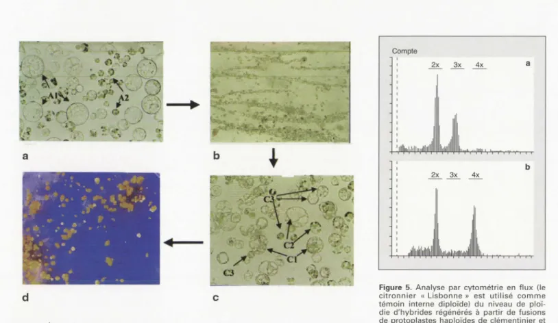 Figure  4.  Électrofusion  de  protoplastes et  régénération  d ' embryons . 