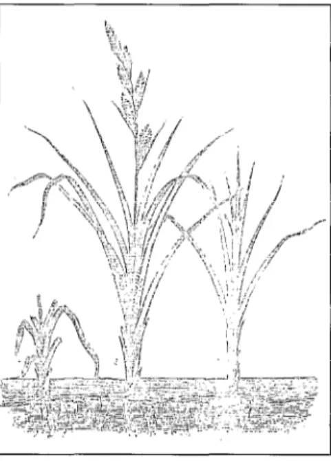 Figure  1.  Racines  adventives  de  la  vanille  dans  les  serres  du  Jardin  des  Plantes  de  Paris  (d’après  Figuier  [41)