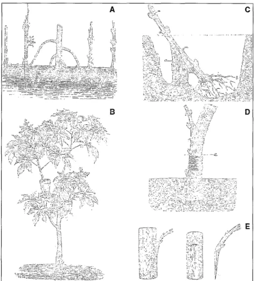 Figure  5.  Exemples  de  pratiques  de  la  multiplication  végétative  en  arboriculture  fruitière