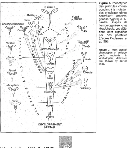 Figure  7.  Main  plantlei  phenotypes  of  embryo-  genic  mutants  in 