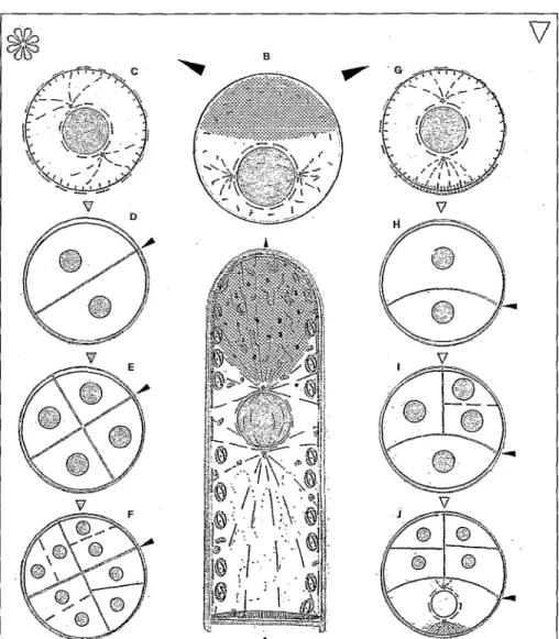 Figure  8.  Conséquence  de  la suppression  de  la paroi  sur  la polarité  cellulaire  et  comparaison  des  modalités  de  régénération  des  protoplastes  en  lumière  diffuse  et  unidirectionnelle  chez  Sphacelaria  (Fucophycée)  (d’après  Rusig  et
