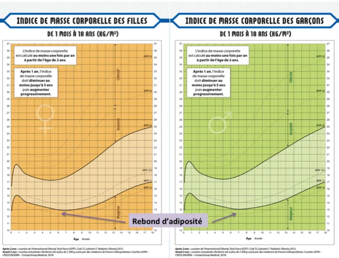 Figure 2 : Courbes d'IMC issues des carnets de santé des enfants français, positionnement du  rebond d'adiposité 