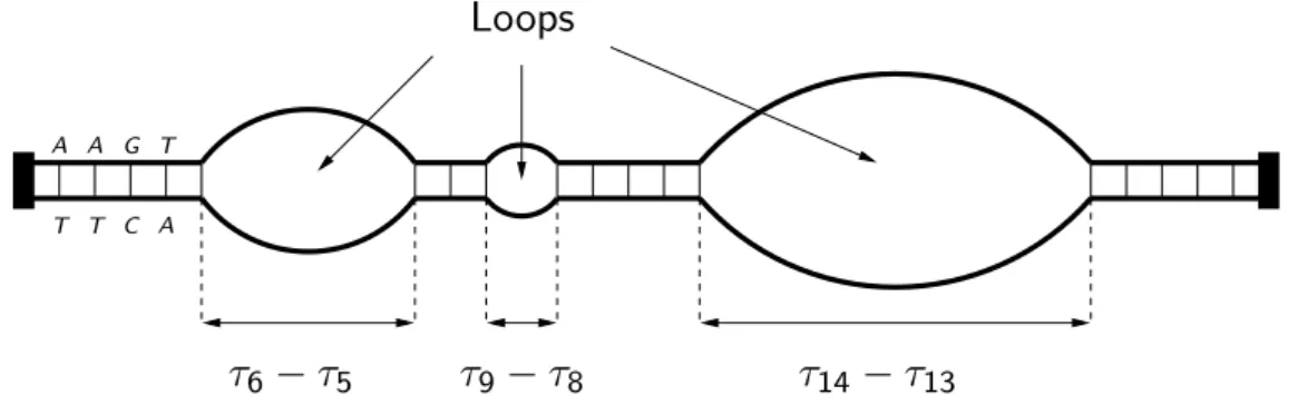 Figure 3.2: A schematic view [ 52 ] of the correspondence between DNA and renewal process: the paired bases in DNA are the contact points of the renewal, and the loops correspond to inter-arrival of length 2 or more