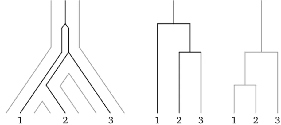 Figure 4.1 – Example of a nested tree where the gene tree (in black) does not coincide with the species tree (in gray).