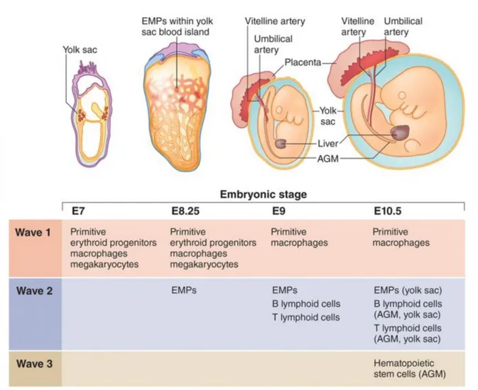 Figure 16: The developmental waves of erythropoiesis (Yoder, 2014). 