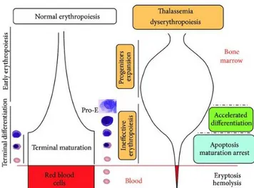 Figure 23: Difference between normal and β-thalassemia ineffective erythropoiesis (Ribeil et al.,  2013)