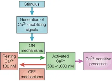 Figure 3: Les quatre étapes du réseau de la signalisation calcique.   
