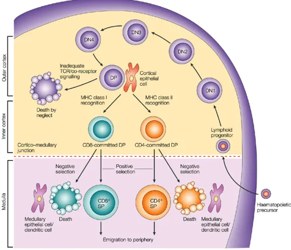 Figure 7 : Schéma général du développement des lymphocytes T dans le thymus.   