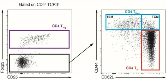 Figure 11 : Populations de lymphocytes T CD4 +  conventionnels en périphérie. 