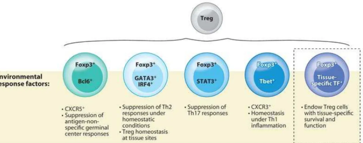 Figure 14 : Hétérogénéité des cellules T régulatrices (Treg) et suppression de classes distinctes de  la réponse immunitaire