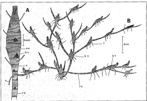 Figure  1.  Organes  vivaces  de  Cyperus  dilatatus  Schum.  et  Thonn.  A.  Bulbe  tobérisé  et  partie  distale  de  rhizome;  B