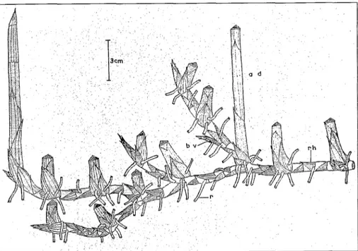 Figure  3.  Rhizome  de  Mariscus  socialis  (CBCI)  Hooper  (ad  :  axe  dressé  ;  bv  :  bourgeon  végéta-  tif  ;  r :  racine  ;  rh  :  rhizome)