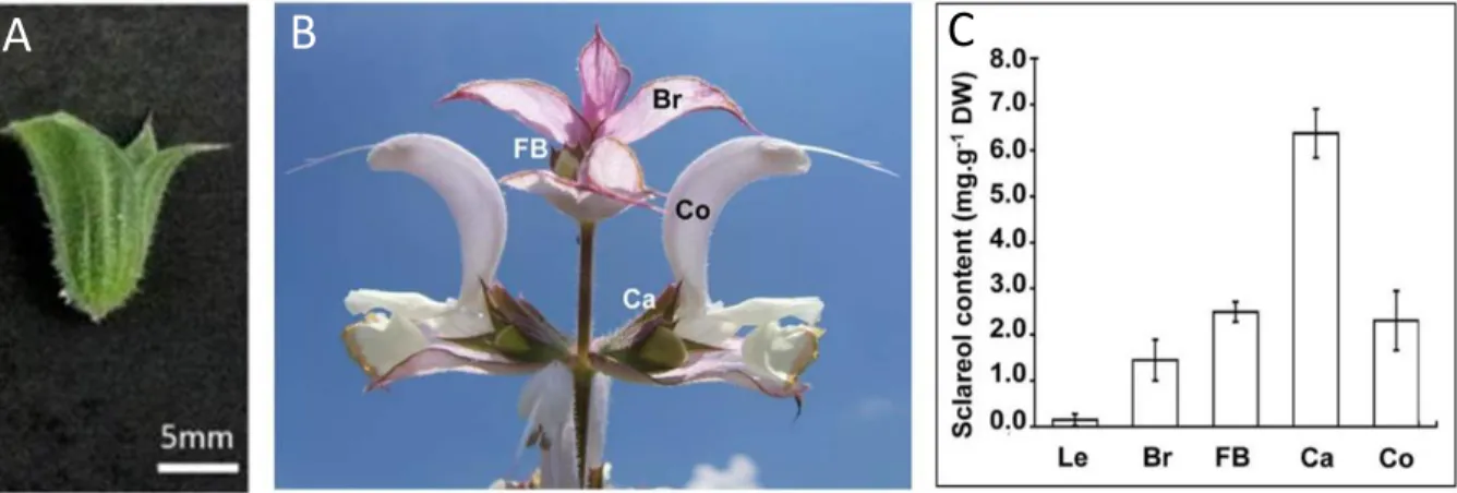 Figure 3: Sclareol is mainly produced in clary sage calyces. 