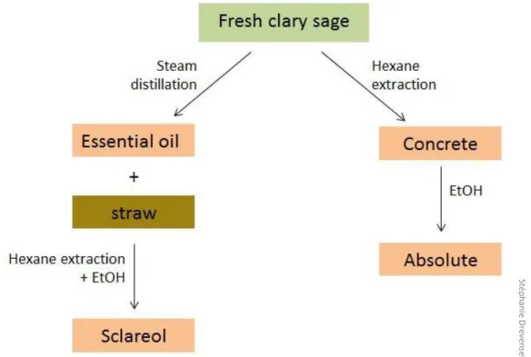 Figure 4: Exploitation of clary sage in perfume industry. 
