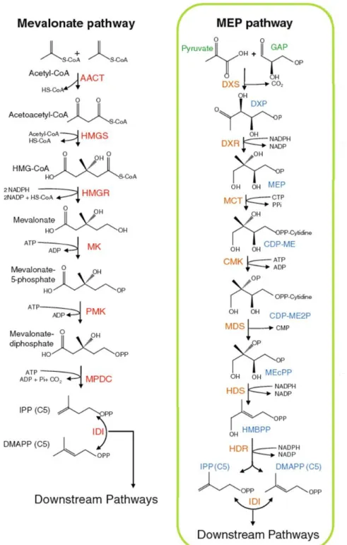 Figure 8: Production of five-carbon building blocks by MEP and MVA pathways (adapted from Tholl,  2015)