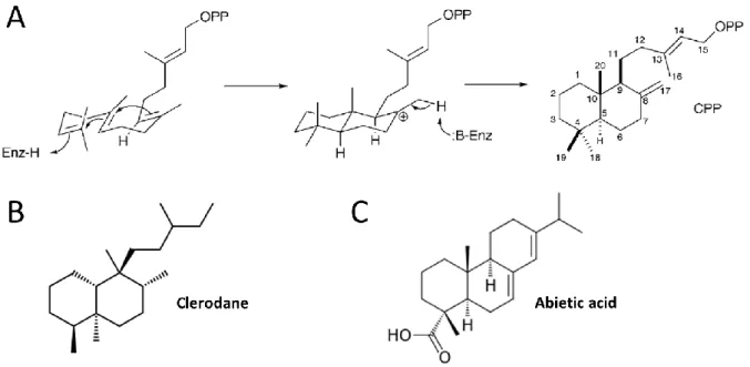 Figure 10: Examples of labdane-related diterpenes. 