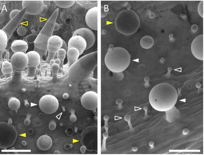 Figure 13: Glandular trichomes of clary sage calyces observed by scanning electron microscopy