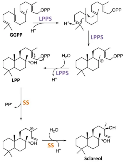 Figure 15: Molecular mechanism of sclareol biosynthesis (adapted from Schalk et al., 2012)