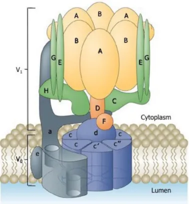 Figure 1: Structure of the V-ATPase