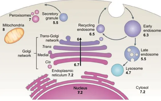 Figure 4: The pH of the secretory pathway and intracellular compartments in the mammalian cell