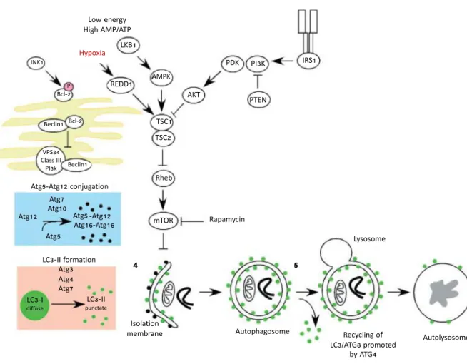 Figure 7: Signalling pathways regulating autophagy