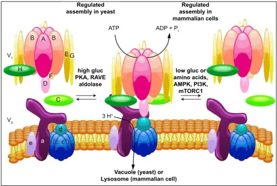 Figure 8: Regulated assembly of V-ATPases in response to nutrient availabil- availabil-ity