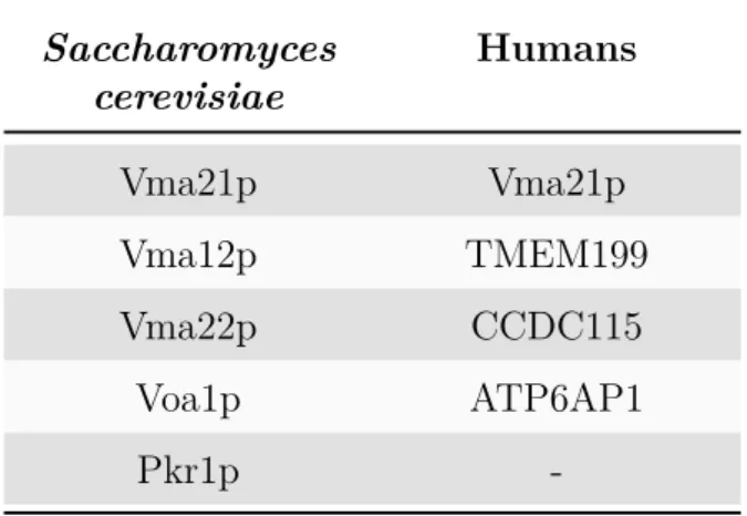 Table 1: V-ATPase ER assembly factors in Saccharomyces cerevisiae and humans