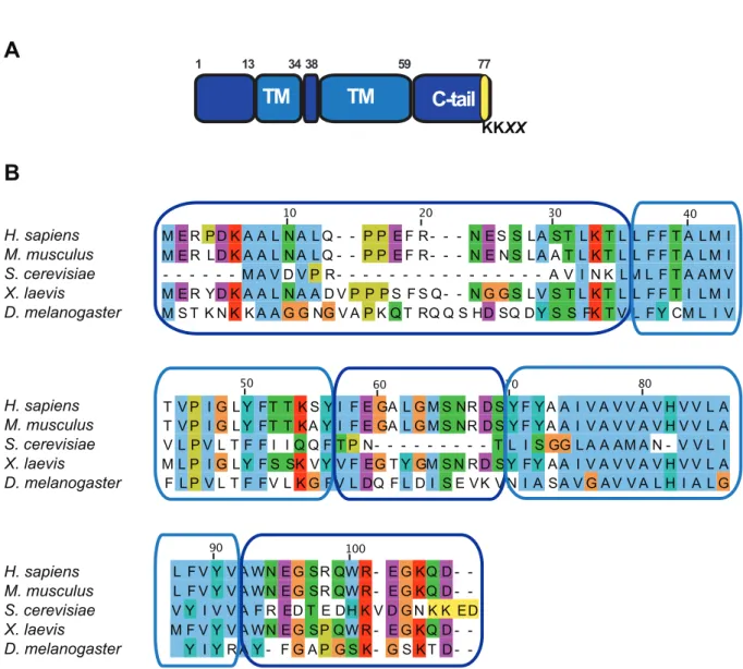 Figure 9: Structure of Vma21p and sequence alignment