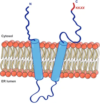 Figure 10: Structure and orientation of Vma21p in the ER