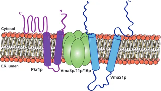 Figure 12: Model of Pkr1p and its function in the V-ATPase assembly