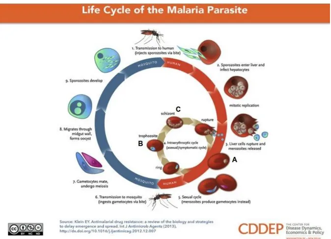 Figure 1.1. Life cycle of malarial parasite  Plasmodium falciparum (Klein 2013) from (Klein 2013) 
