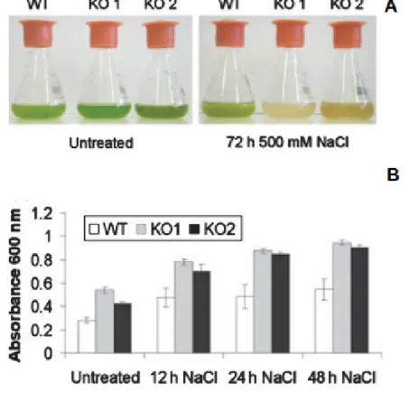 Figure 1.8. A: Growth of  Physcomitrella patens wild-type (labelled WT) and TSPO knockout lines     (labelled KO1 and KO2) under normal conditions (left) and under salt stress (after incubation with 500mM NaCl for 72 hours)