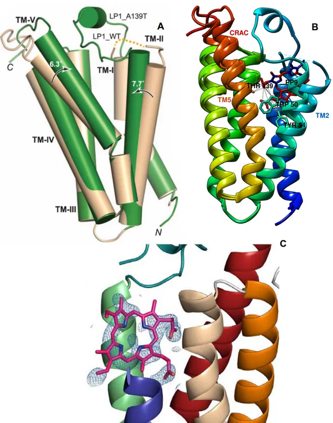 Figure 1.13. A: Superimposition of wild-type and A139T mutant monomer structures of  R.