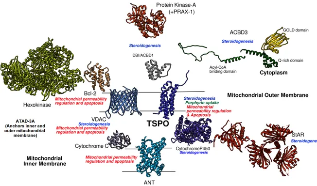 Figure 1.17 . Interacting partners of TSPO, with respect to their subcellular localizations and involved         physiological processes