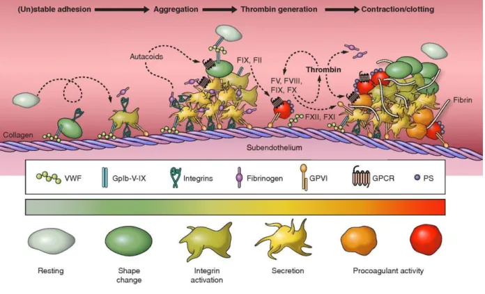 Figure 3 : Etapes de l’adhésion et de l’activation des plaquettes qui mènent à la  formation d’un thrombus [23] 