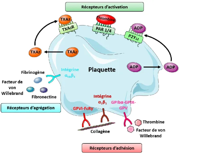 Figure 4 : Récepteurs plaquettaires impliqués dans l’adhésion, l’activation et  l’agrégation (ADP : Adénosine diphosphate et TXA 2  : thromboxane A2) 