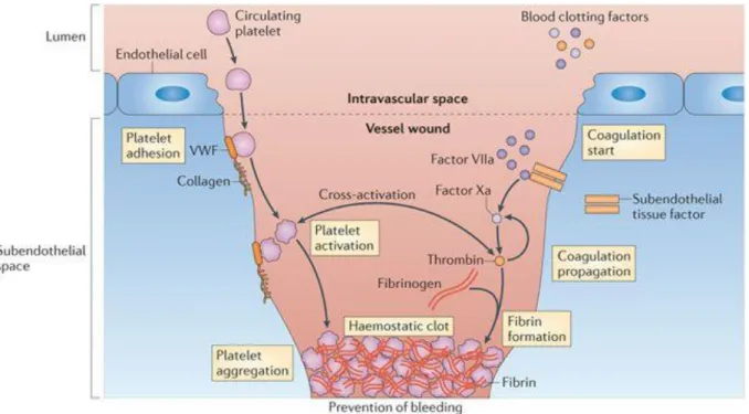 Figure 5 : Hémostase : i) Primaire avec adhésion, activation et agrégation plaquettaire et  ii) Coagulation avec formation de fibrine [26]