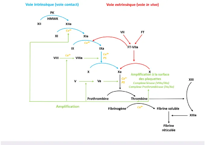 Figure 6 : Schéma de la cascade de coagulation 