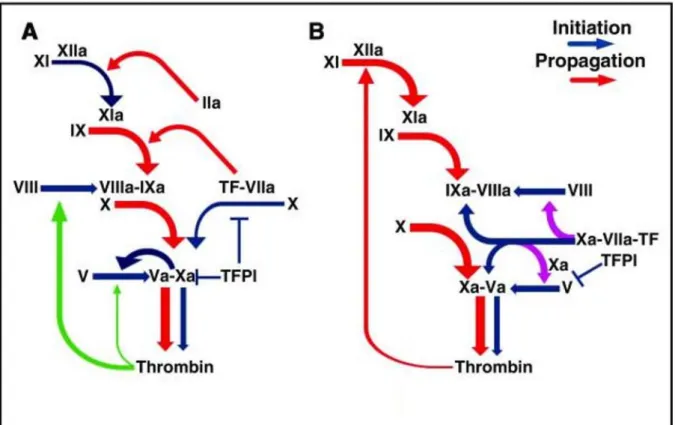 Figure 7 : Les deux modèles de l’initiation de la coagulation : A) model classique et B)  modèle alternatif (Adapté de Kamikudo Y