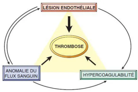 Figure 8 : La triade de Virchow au cours de la thrombose : L’intégrité de l’endothélium  (facteur pariétal) est l’élément principal