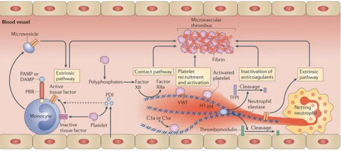 Figure 9 : Intervention des monocytes et des neutrophiles dans l’immuno-thrombose  [26]